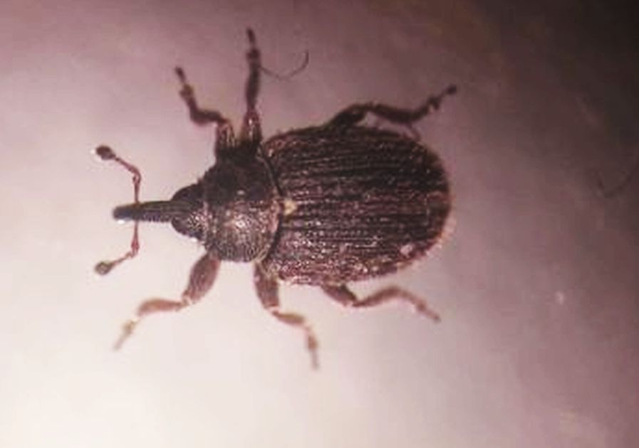 Curculionidae: Rhinusa cfr. neta